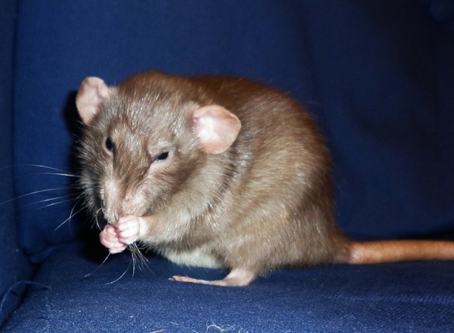 2 ratons dumbo siamois a adopter P1000128
