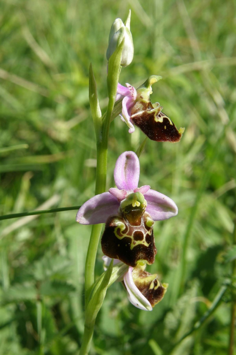 orchidées de l'homme pendu et orchidées bourdon P5230211