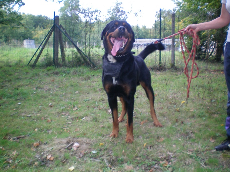 Kyser, x rott, mâle, 3 ans (37). Kyser_12