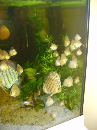 Discus - Mon couple de discus S6005412