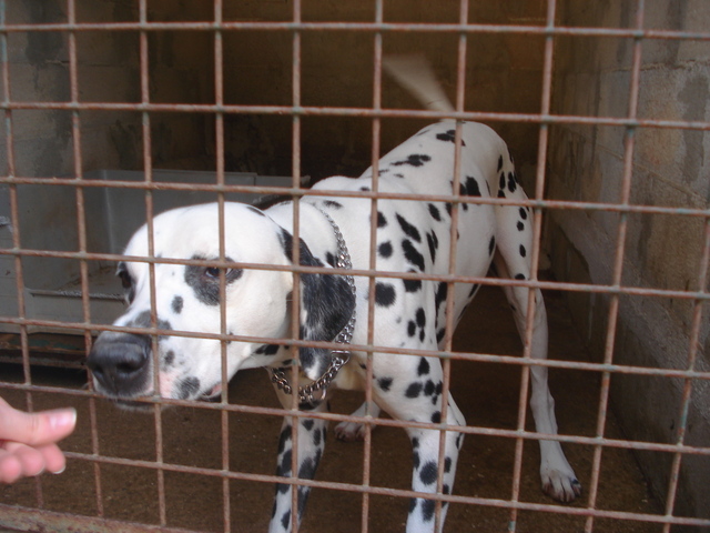 Sauvez Vivaldi, Dalmatien de 3 ans Vivald10