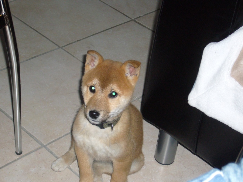 Hiroshi - Mon shiba inu Hiroshi et Choupette la petite york P1010813