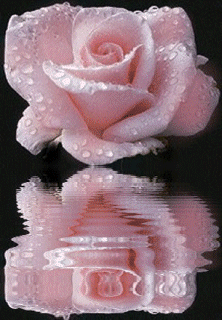roses avec reflet 0011
