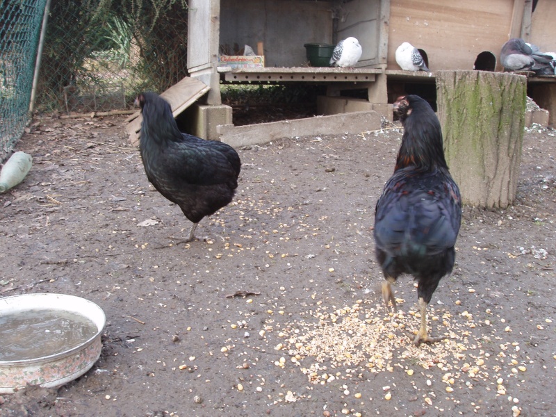 araucana noire de cavalier01 Poule_12