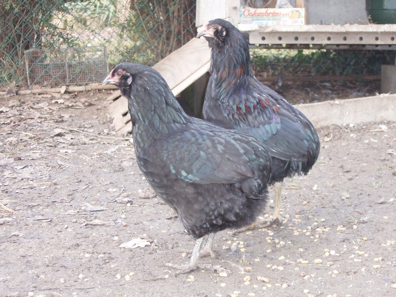 araucana noire de cavalier01 Poule_13