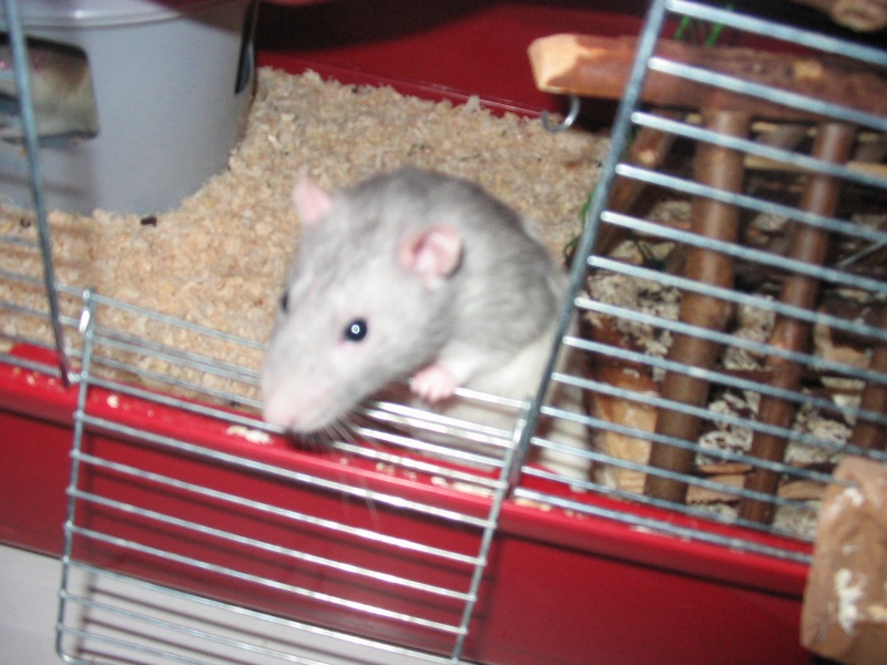 Mes rats en photo Img_0820