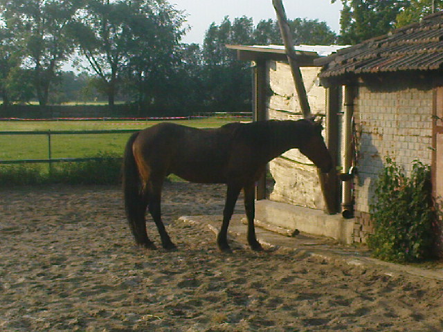 Fotos von Pferden/Ponys zuhause - Seite 31 Dsc02313