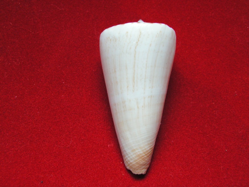 Conus (Calibanus) thalassiarchus GB Sowerby I, 1834 Pict6310