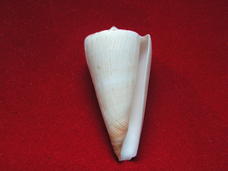 Conus (Calibanus) thalassiarchus GB Sowerby I, 1834 Pict6311