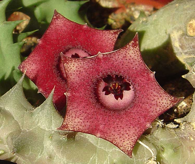 Asclépiadiacées [Huernia macrocarpa var. ceresina] Huerni10