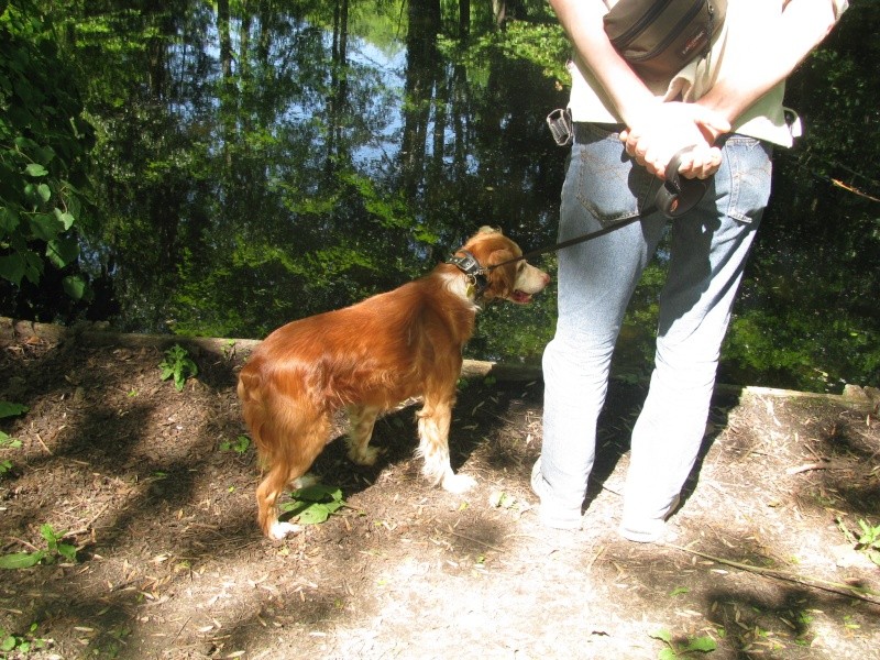 willy - WILLY, mâle épagneul 7/8 ans 03210