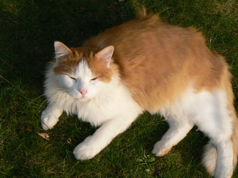 News de Doudou, chat mâle norvégien 2 ans Doudou12