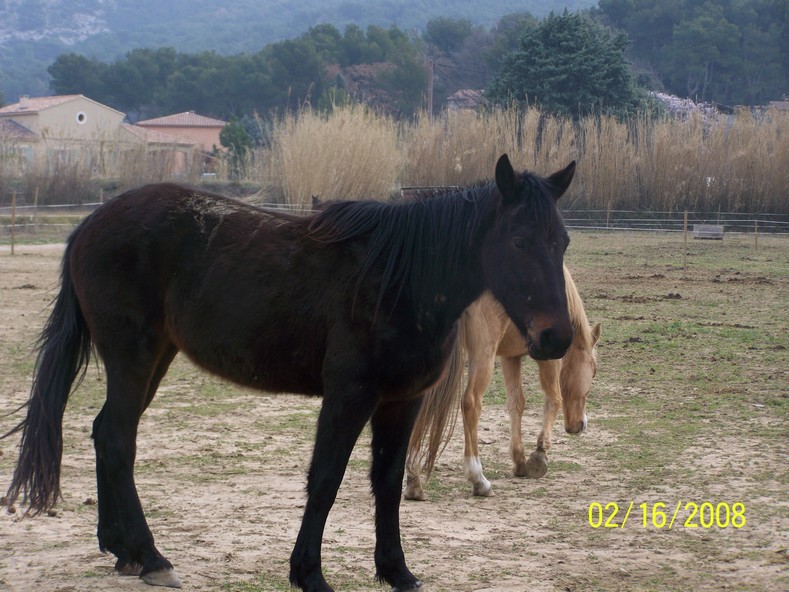 vends jument trotteuse née en 2005 Rubis10