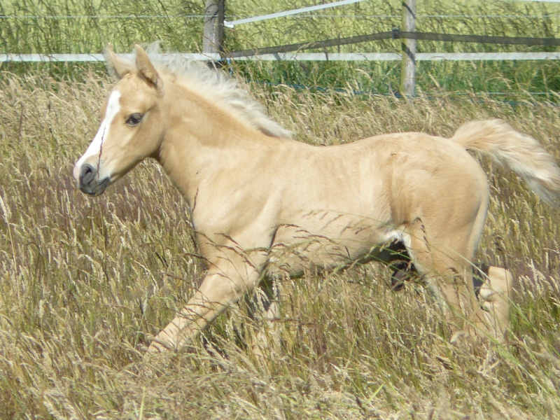 BARCAROLE D'ENZO poulain DSA palomino né le 30/05 P1070522