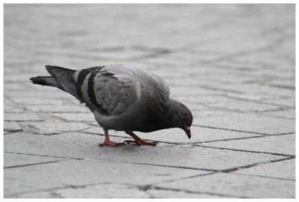 Pigeon de ville Img_0210