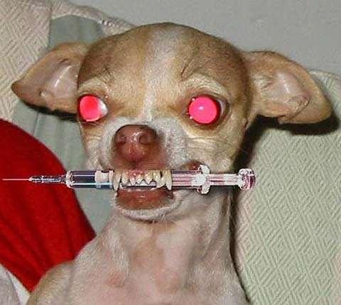 humour en images: les chiens dlirants..... Animau11