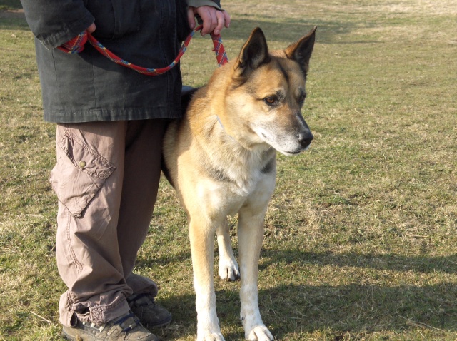 OTIS XHUSKY 8 ans REF  sage, docile, sympa (58) ADOPTE Otis310