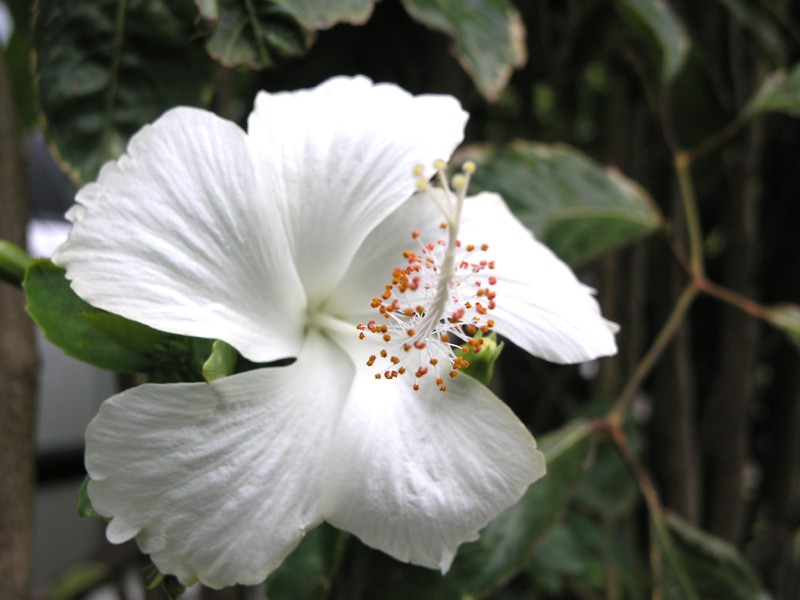 Florilège d'Hibiscus 4-p21810