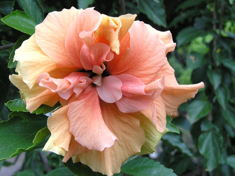 Florilège d'Hibiscus 5-p21810