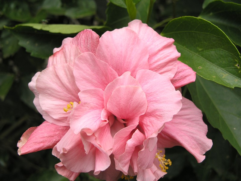 Florilège d'Hibiscus 6-p21810