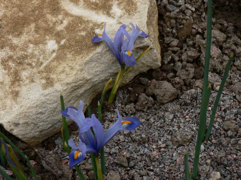 iris réticulés 2008 Iris_r11