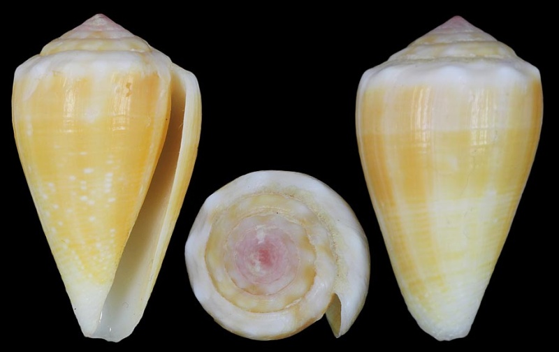 Conus (Floraconus) balteatus olgiatii (Bozzetti, 2007) voir Conus (Floraconus) balteatus Baltea10