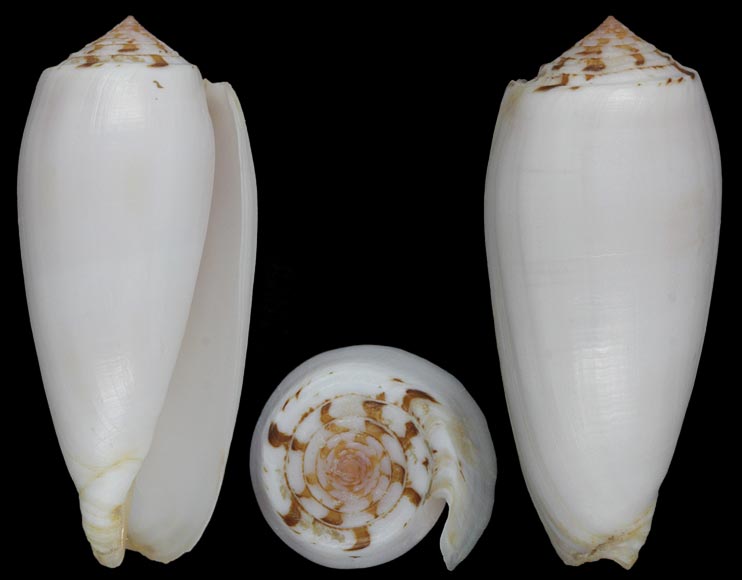 Pionoconus striatus subfloridus (da Motta, 1985) Striat10