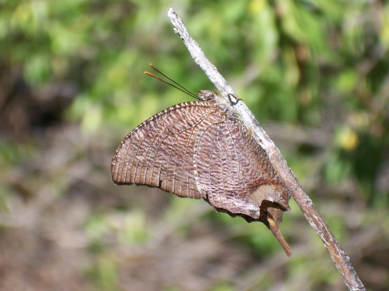 Insectes de la Martinque 4 100_6013