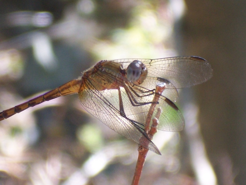 Insectes de la Martinque 4 100_6110