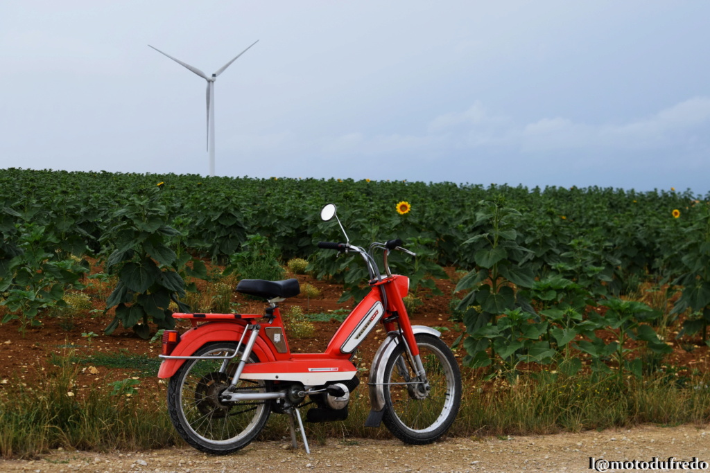 Une 49cc du 7 juillet 1971, ça compte ? - Page 25 Dsc_7139