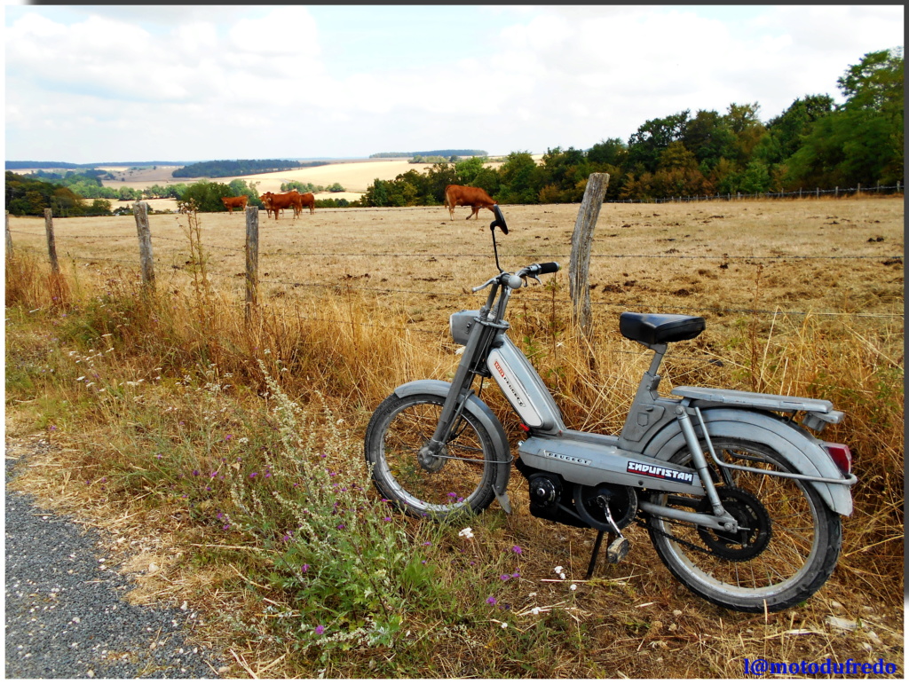 Une 49cc du 7 juillet 1971, ça compte ? - Page 6 Zdsc_421