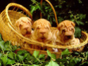 shar pei.... 12004310