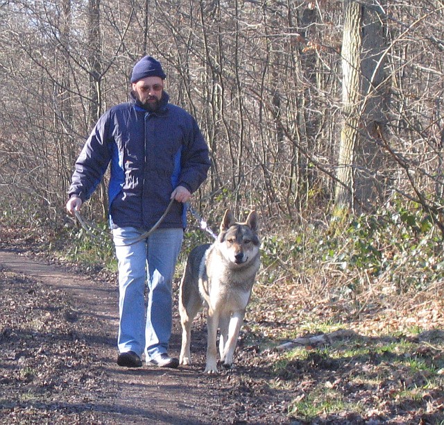 Photo des "loups" dans la forêt près de Spa Elvis_10