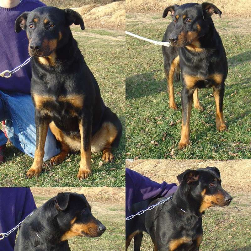 Tequila femelle crois beauceron doberman 5 ans Tequil10