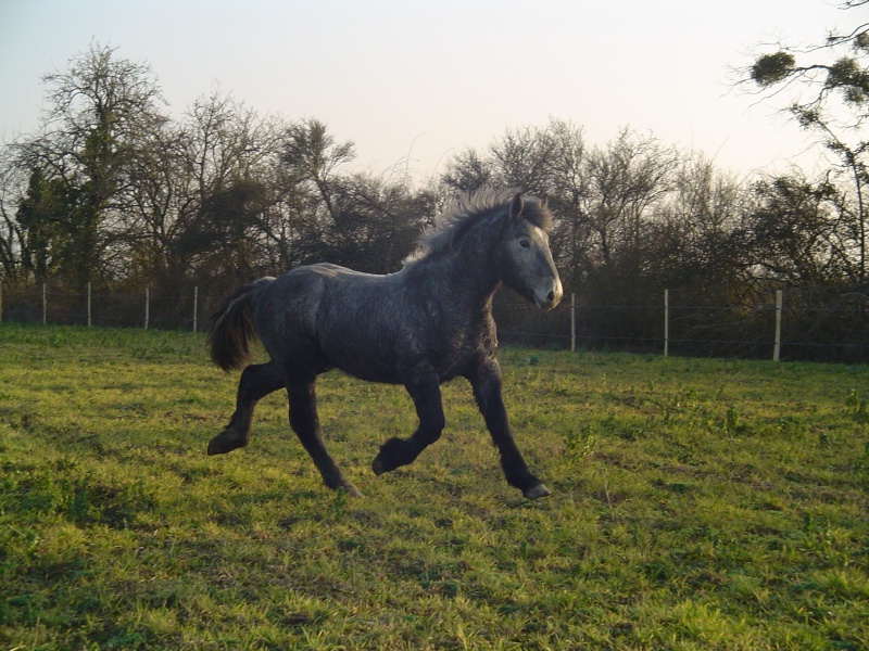 Titan Percheron sauvé par illusion (2008) Dsc04010