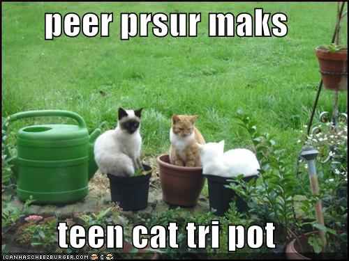 LOLcats pwn you. Funny-16