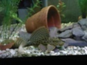 Some pics of my fish Plec_110