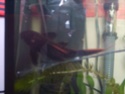 Some pics of my fish Scarle10