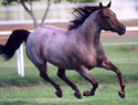 scheda cavallo orphee Cavall10
