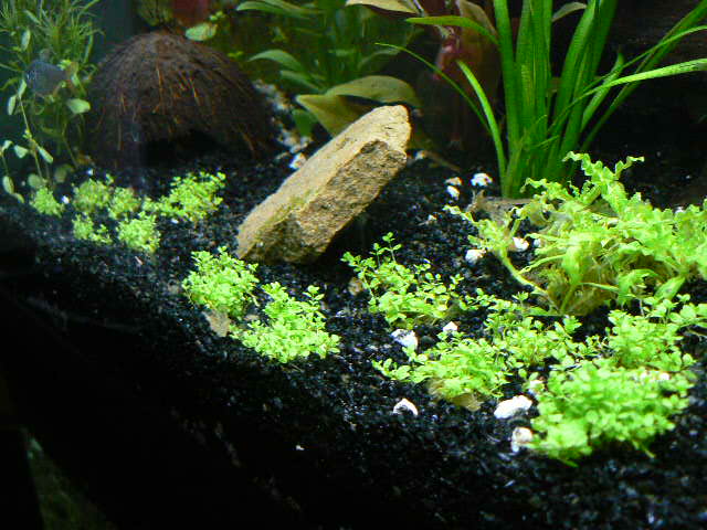 mon aquarium 84 l Cacatu11