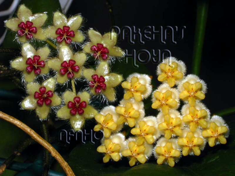Hoya caudata Sumatra (galben) Img_6615