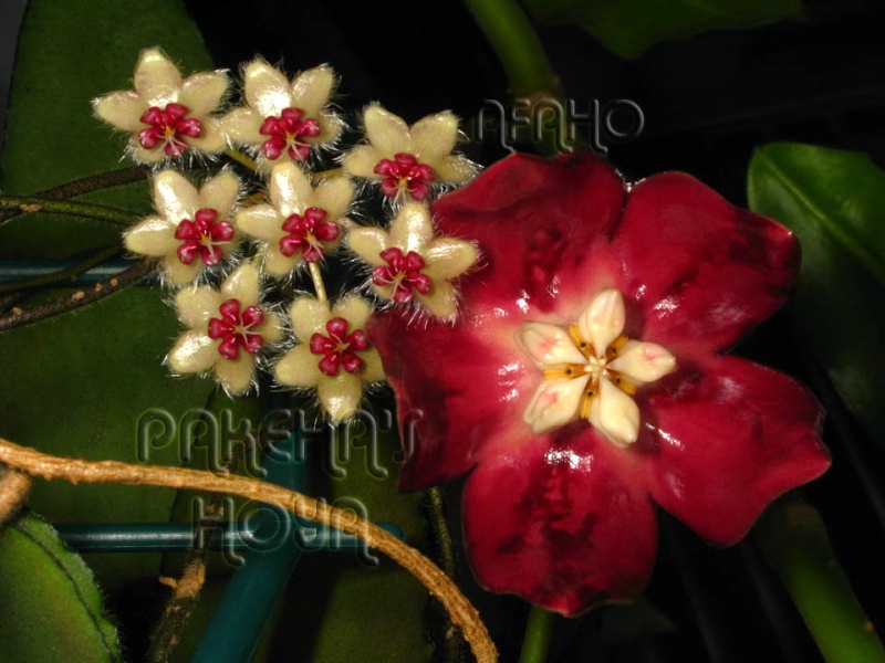 Hoya caudata Sumatra (galben) Img_6715
