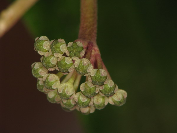 Hoya in octombrie Img_7410