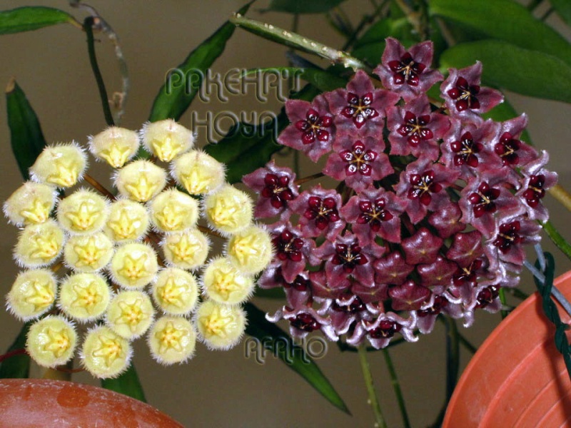 Hoya globulifera (& H lamingtoniae) Img_7414