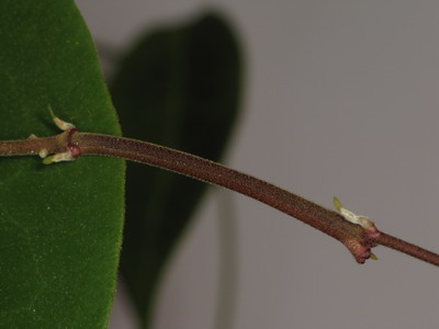 Hoya inflata (ex Madangia inflata) Img_7611