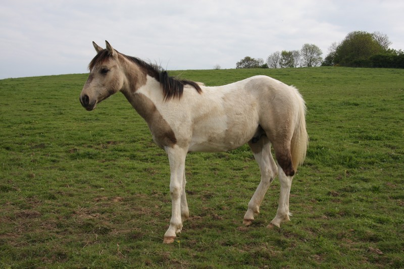 Poulain paint horse Dunskin tobiano 1 an Anoki210