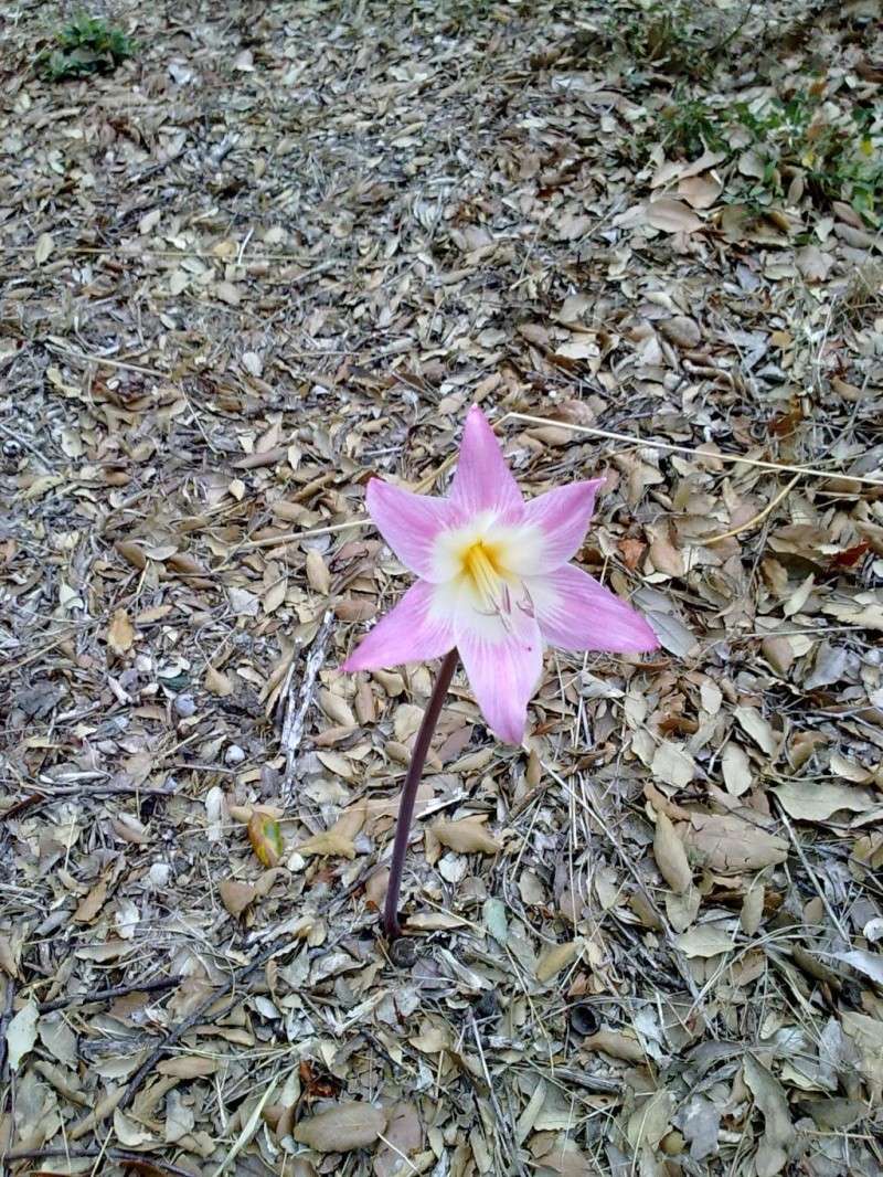 fleur à identifier [Amaryllis belladonna] Inconn10