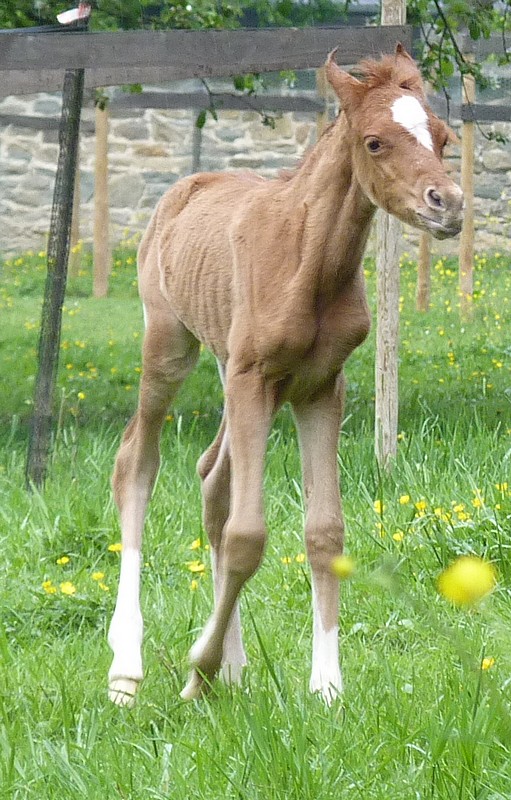 Naissances 2011 chez Faber Arabians - Page 3 Asslya10