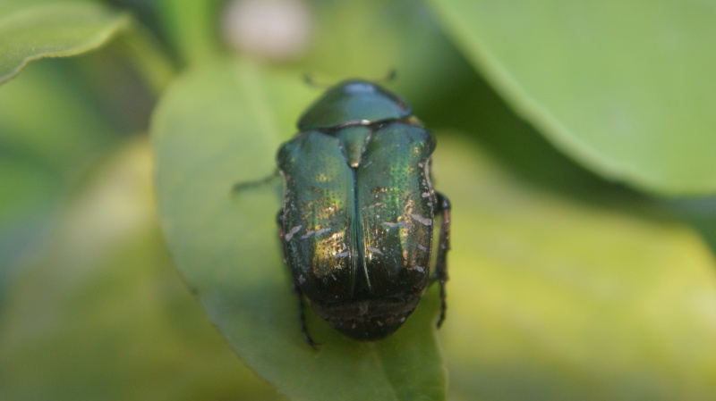 Photo cetonia aurata. Dsc07812