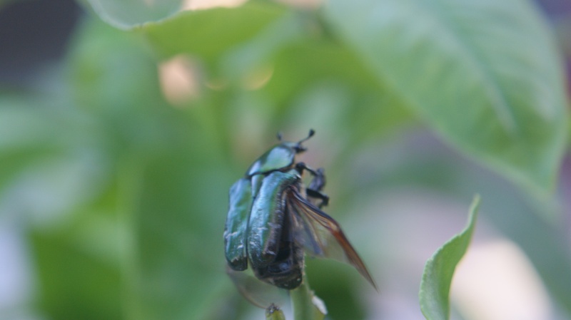 Photo cetonia aurata. Dsc07815